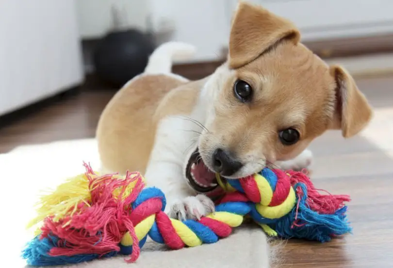 Best Chew Toys for Puppies 