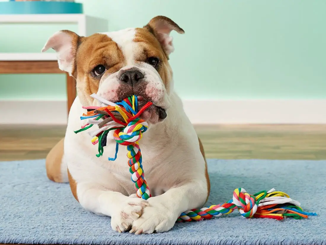 Best Chew Toys for Puppies - DREAM. COMPARE. BUY